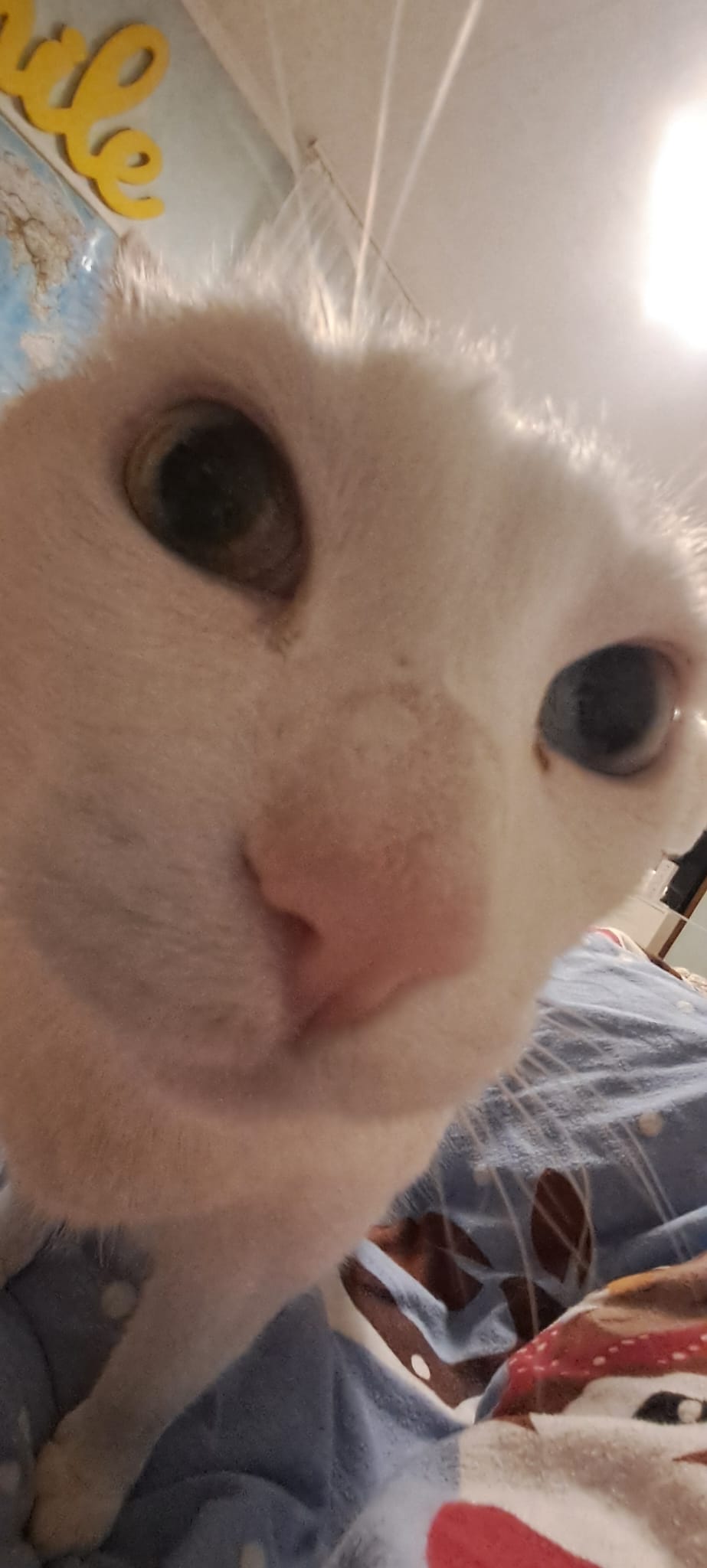 My cat Lucy who has been phographed close up with the wide lens of my phone and looks silly af